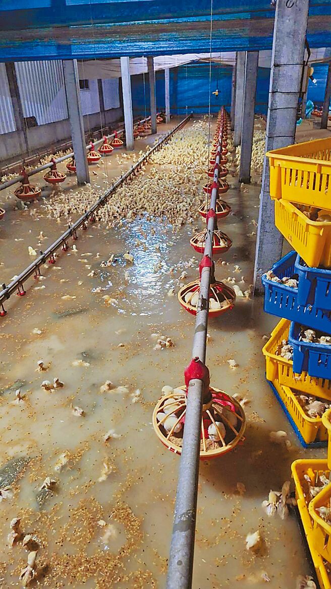 二林鎮瑞泰畜牧場2萬多隻小雞全軍覆沒，損失慘重。（陳瑞泰提供／葉靜美彰化傳真）