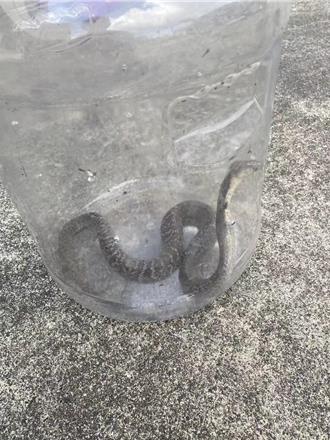 洗衣機突竄眼鏡蛇  苗栗婦腳掌遭蛇吻   打6劑血清撿回一命