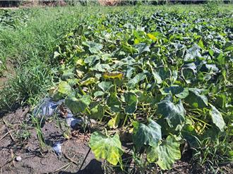 凱米颱風重創台中農民 后里南瓜受損慘重補助卻遭拒