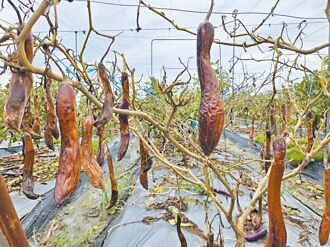 菜價飆漲 網友轟貴還買不到 農糧署連10天 推賣場優惠區