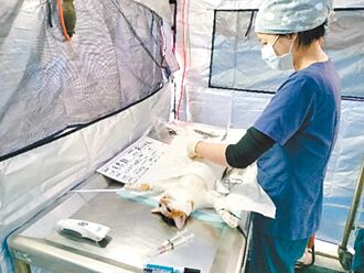 從源頭減少遊蕩犬 新北三管齊下