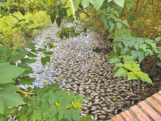 竹東河濱公園魚群暴斃 環局緝凶