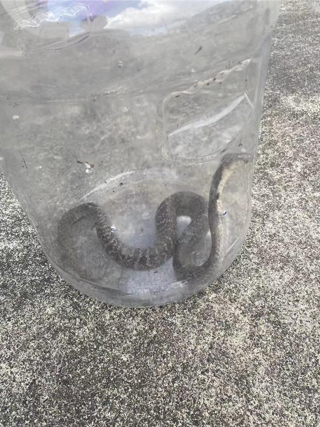 吳姓女子家中洗衣機發現眼鏡蛇。（民眾提供／李京昇苗栗傳真）