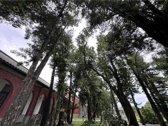 樹木傾倒、半倒災情不少，目前均已復原。（館方提供／曹婷婷台南傳真）