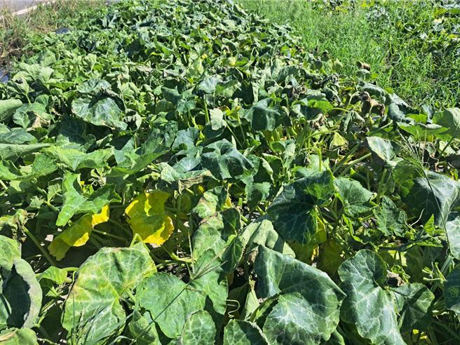 台中市后里區的南瓜因颱風泡水嚴重。（楊瓊瓔提供）