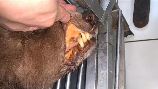 3歲大的流浪犬「麻糬」近日因精神沉鬱及食慾不振而昏迷，疑吃到發霉食物，引發急性肝炎。（動保處提供）