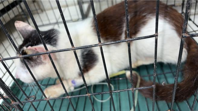 靜脈輸液療法治療肝炎。（動保處提供）