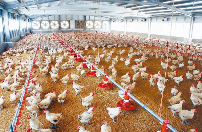 先前喊话8月1日要率鸡农诉求饲料每公斤再降0.7元的养鸡协会，因有饲料大厂释出善意愿降价，加上颱风袭台，不希望影响救灾，决定取消抗议行动。（本报资料照片）