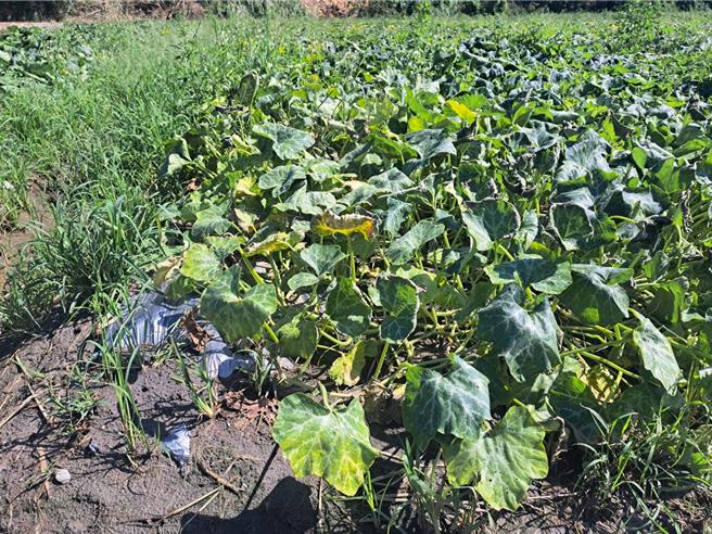 种植南瓜的张姓农民28日说，颱风带来豪大雨，眼看着他的南瓜田已经泡雨水好多天，导致南瓜出现根部腐烂，放眼望过去都是烂叶、烂果。（立委杨琼璎服务处提供／张妍溱台中传真）