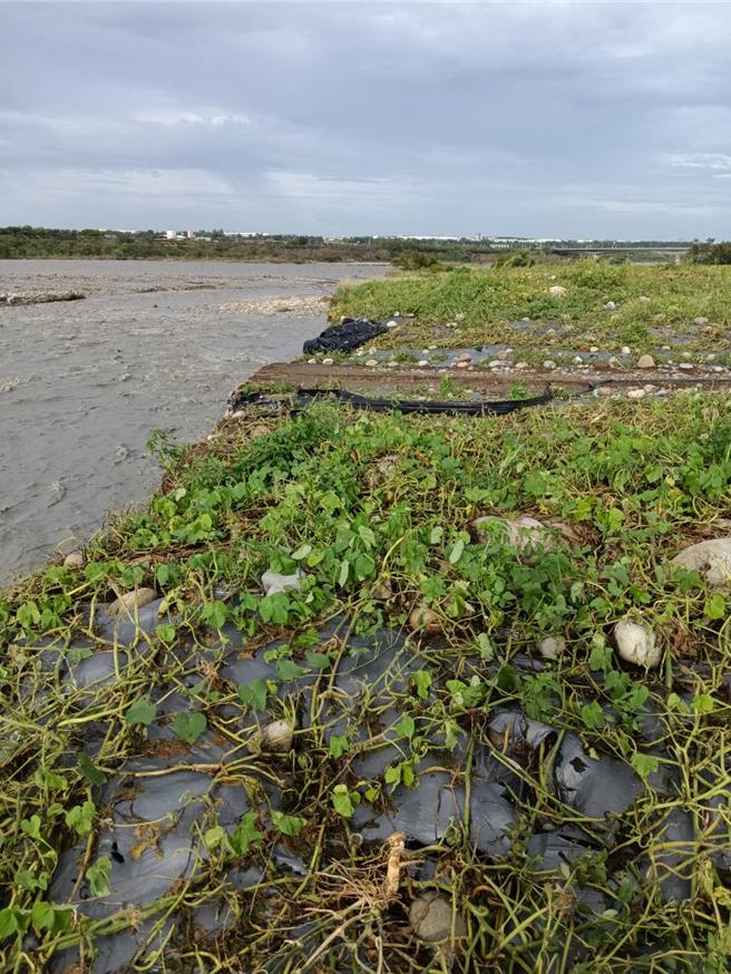 李姓冬瓜农指出，冬瓜本来长得很好，但现在大部分都泡在水里烂掉了，损失超过了预期，希望政府协助瓜田復耕。（立委杨琼璎服务处提供／张妍溱台中传真）