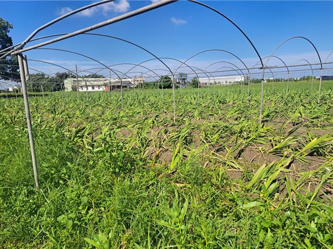 这次颱风造成剑兰大面积倒伏，周姓花农忧心忡忡地说，剑兰正进入开花期，一旦倒伏就无法继续生长，希望农业部能将剑兰纳入现金救助，协助度过难关。（立委杨琼璎服务处提供／张妍溱台中传真）