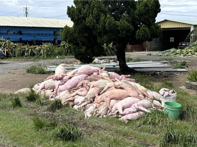 立委赖惠员说，不只淹水灾户需国军力量协助清运，很多畜牧场业也遭遇极大清运困难。（赖惠员提供／张毓翎台南传真）