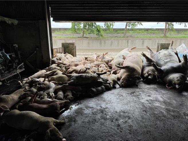 大量的牲畜尸体，随着时间一分一秒过去，衍生的异味甚至是传染病，需要立即性人力投入清运。（赖惠员提供／张毓翎台南传真）