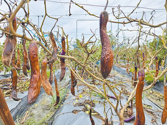 屏東的茄子產量全台第一，因凱米颱風重創損失慘重。（羅琦文攝）