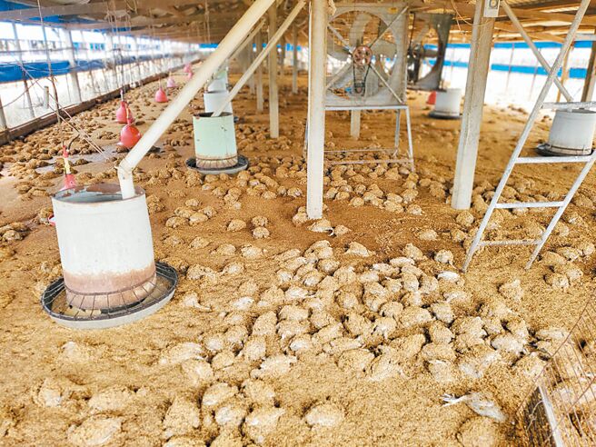 位於土庫鎮埤腳里的養雞場被豪雨大水淹沒，9600隻21天大的土雞全軍覆沒，只有6隻逃生成功。（周麗蘭攝）