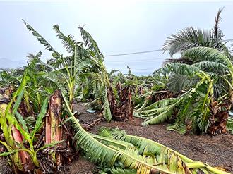 凱米狂襲香蕉成樹倒光光 蕉農認賠殺出減價出清