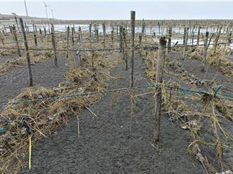 彰化60年來最慘 牡蠣、文蛤養殖災損4.7億