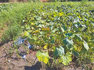 台中 何欣纯协调梨山送油路 杨琼璎为农民请命