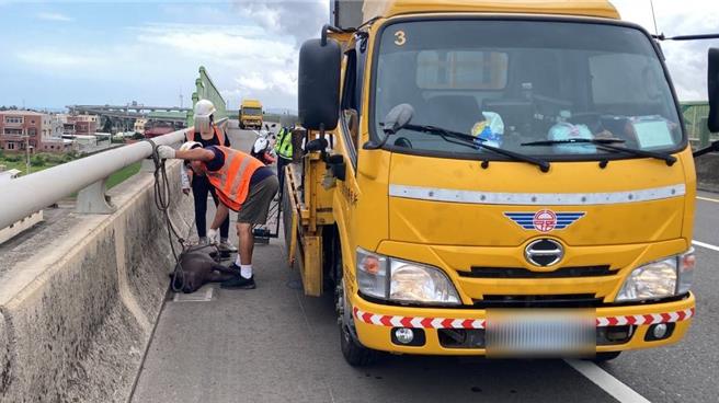 大家協助捕捉黑毛豬。（民眾提供／李京昇苗栗傳真）