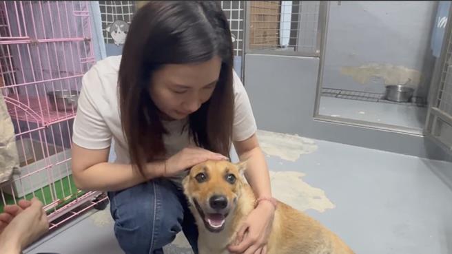 受虐狗狗「阿仔」被成功救援並於動物醫院接受治療，國民黨台北市議員柳采葳也到現場關心阿仔。（台北市議員柳采葳提供／劉彥宜台北傳真）