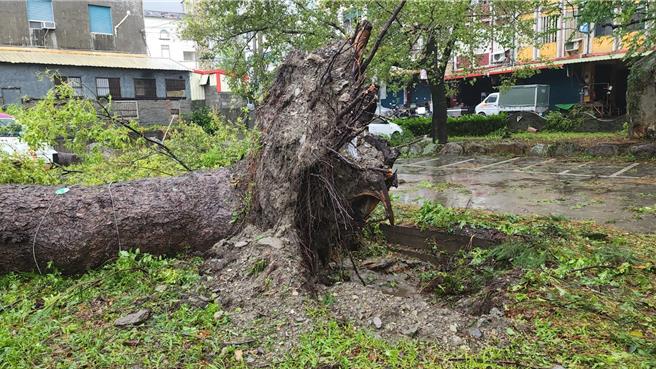 凯米颱风在宜兰登陆造成不少灾情，陪伴大南澳地区蓬莱国小许多学生度过快乐童年的百年老樟树，也被强风吹倒走入歷史，让师生们感伤。（宜兰县立蓬莱国小提供／吴佩蓉宜兰传真）