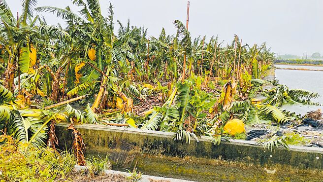 图╱本报资料照片