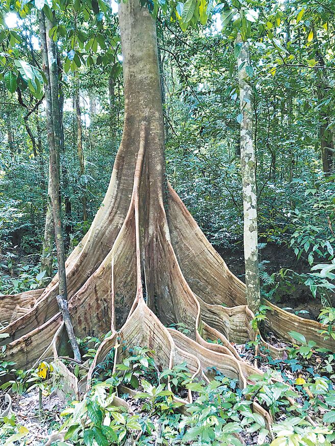 雨林中的大型板根。（杜虹摄）