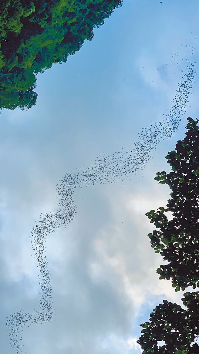 蝙蝠群飞如飞龙在天。（杜虹摄）