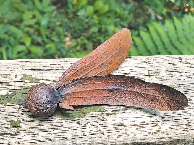 龙脑香科植物的双翅果。（杜虹摄）