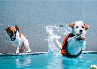 泳汪直前！汪星人游泳賽 帶你家毛孩來參賽