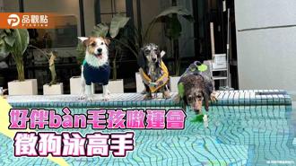品觀點｜高雄「好伴bàn毛孩嗷運會」8月登場 首場狗狗泳賽即起報名