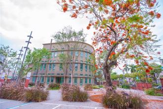 嘉義地標倒了！百年鳳凰木不敵風雨 網美打卡聖地消失