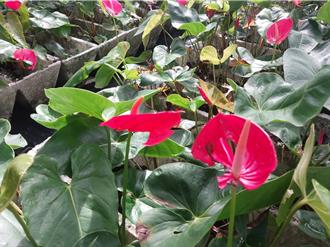 凱米重創台南火鶴花 花農叫苦連天