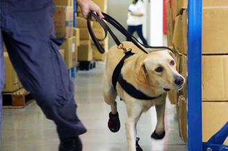 狗來富 美光、裕隆等企業提供緝毒犬訓練場地