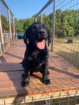 神隊友！緝毒犬上半年破獲22案、市價1.4億元