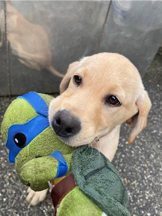 護國神犬！小英雄半年攔截50公斤毒品 市價高達1.4億元