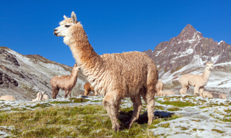 大羊駝會製造奈米抗體  可能是對抗愛滋病毒的利器