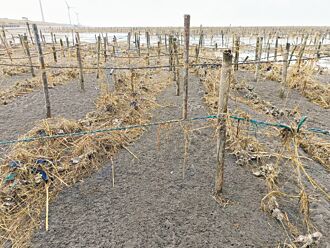 彰嘉牡蠣、文蛤受重創 災損逾6億