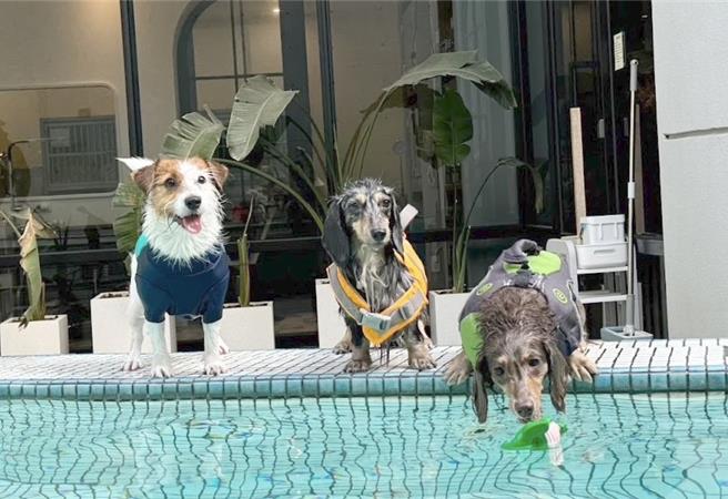 高雄市動保處歡迎民眾攜愛犬參加「泳汪直前游泳賽」。圖為3隻狗在游泳池旁考慮是否下水。（動保處提供／林瑞益高雄傳真）