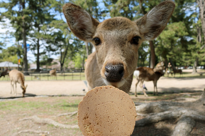 日本一名網友在奈良公園看到有遊客餵鹿吃「大便仙貝」，於是以其人之道還治其人之身。（示意圖：Shutterstock／達志）