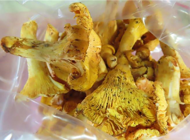 一批自立陶宛进口的黄蘑菇被验出辐射物质「铯-137」超标，产品共2公斤已在边境退运或销毁。（食药署提供）