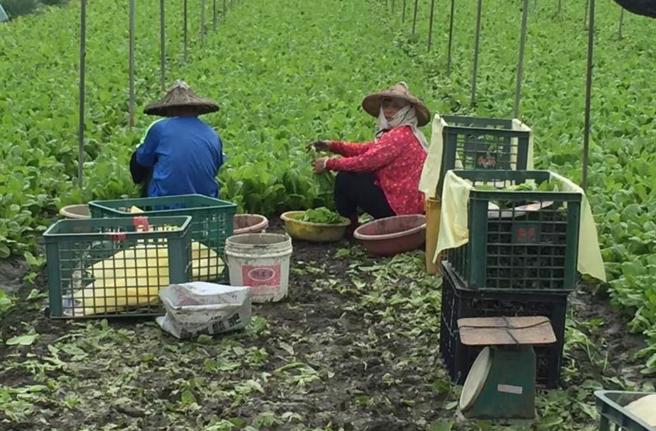 为保障农民权益，农业部近日预告修正「农民职业灾害保险试办办法」，提高农民伤病给付比率，提高后农民因执行职务受伤，需请领伤病给付时，前2个月的金额可望从现行的1万4820元提高至2万400元。（报系资料照）