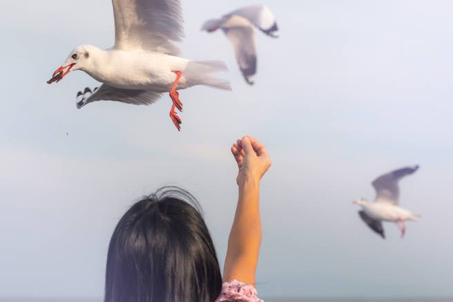 大陸山東一名女子用手機紀錄餵食海鷗的過程，沒想到拍到海鷗咬自己手指的證據。（圖：shutterstock／達志）