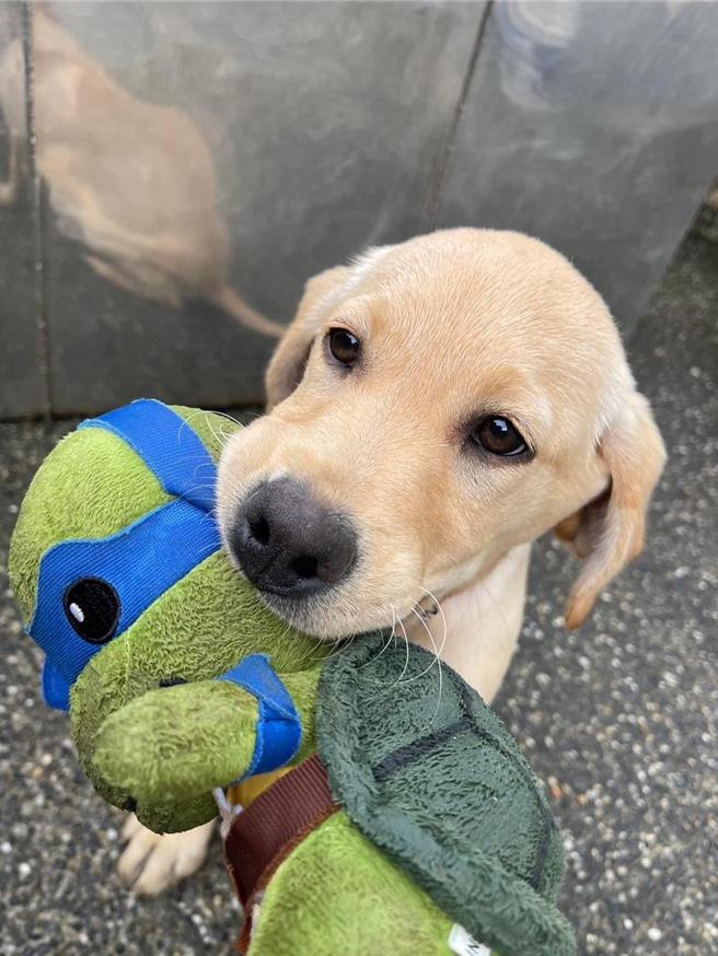 缉毒犬幼犬(图／关务署提供、吴静君台北传真)