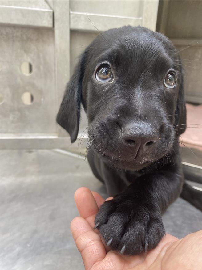 缉毒犬幼犬(图／关务署提供、吴静君台北传真)