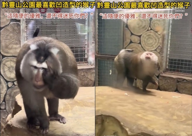 黔灵山这只猴子只要看到游客拍照，就会出现各种POSE，游客大呼值回票价。（图／翻摄微博）