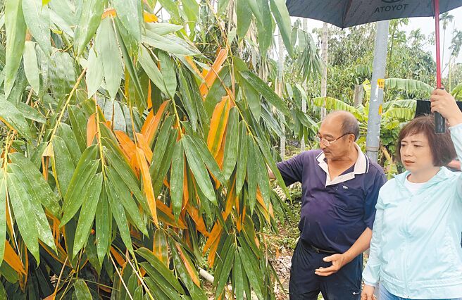 立委何欣純（右二）29日跟農糧署、農改場及地方公所一同赴台中市太平區、北屯區進行農業災損會勘。（何欣純提供／馮惠宜台中傳真）