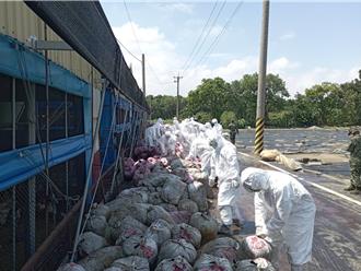 凱米重創台南畜牧業「近百萬隻亡」 農業部列天災現金救助區