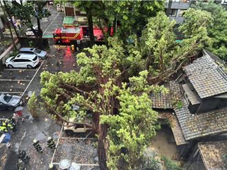 青田街百年榕樹倒塌！壓毀3車、歷史建築 車主求償無門