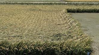颱風襲雲林水稻損失慘重 農糧署收購泡水「災害穀」減輕負擔
